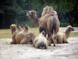 Camels at the Safaripark Beekse Bergen, viewed from the car during the Autosafari