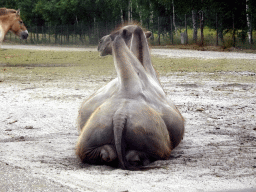 Camel and Przewalski`s Horse at the Safaripark Beekse Bergen, viewed from the car during the Autosafari