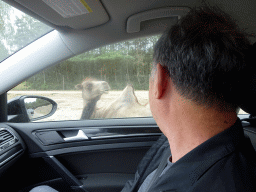 Miaomiao`s father in the car during the Autosafari, with a view on a Camel