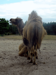 Camels at the Safaripark Beekse Bergen, viewed from the car during the Autosafari