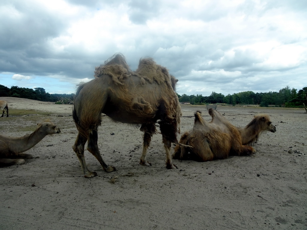 Camels at the Safaripark Beekse Bergen, viewed from the car during the Autosafari