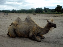 Camel at the Safaripark Beekse Bergen, viewed from the car during the Autosafari