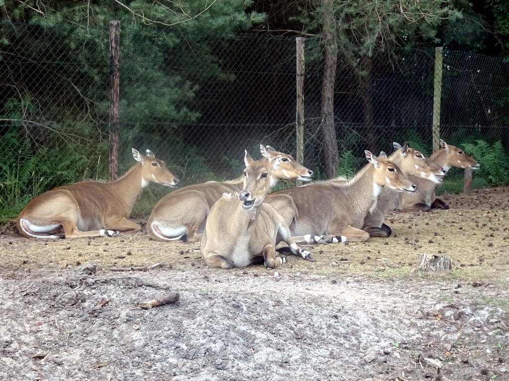 Nilgais at the Safaripark Beekse Bergen, viewed from the car during the Autosafari