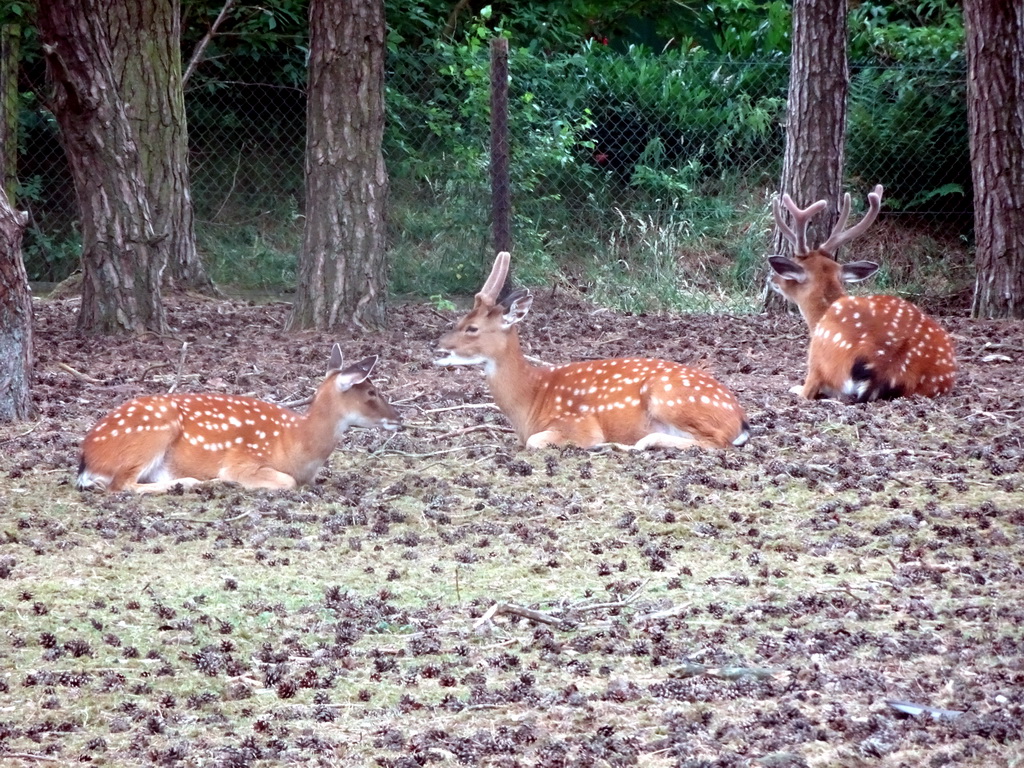 Tonkin Sika Deer at the Safaripark Beekse Bergen, viewed from the car during the Autosafari