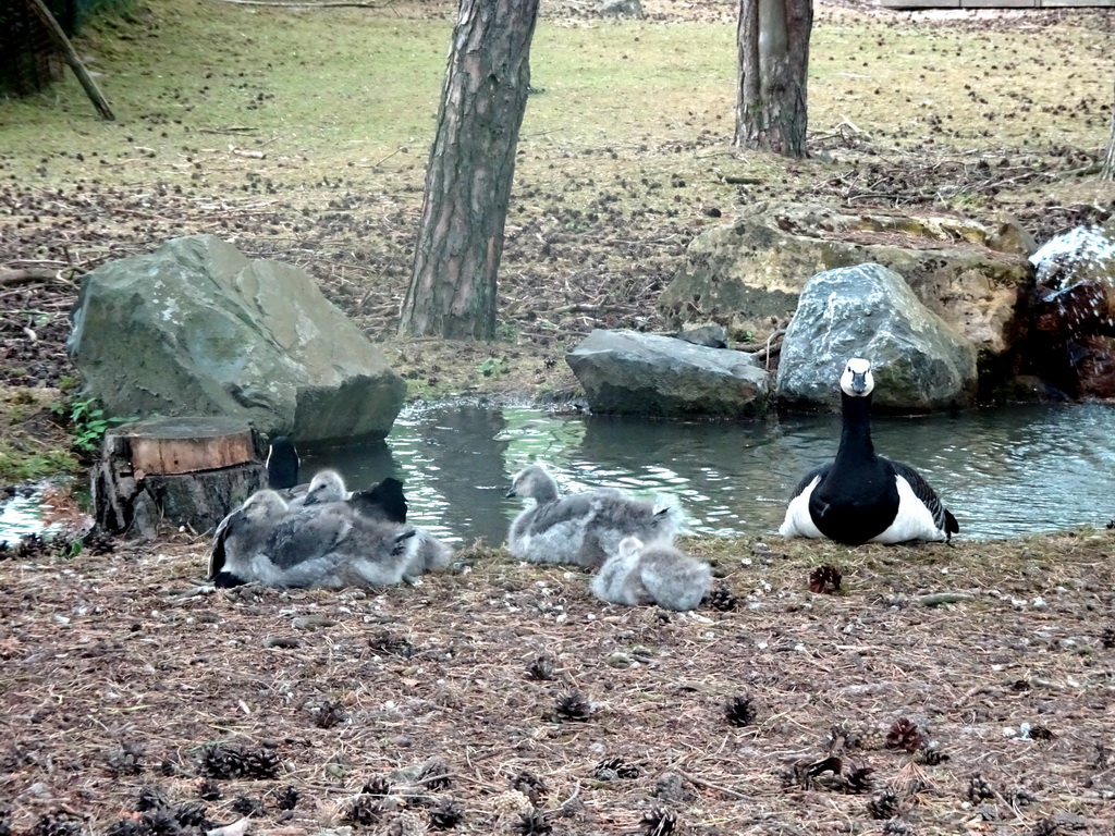 Geese at the Safaripark Beekse Bergen, viewed from the car during the Autosafari