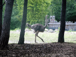 Ostrich at the Safaripark Beekse Bergen, viewed from the car during the Autosafari