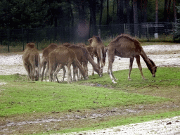 Dromedaries at the Safaripark Beekse Bergen, viewed from the car during the Autosafari