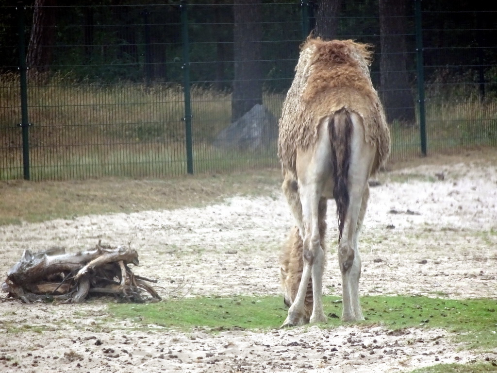 Dromedary at the Safaripark Beekse Bergen, viewed from the car during the Autosafari