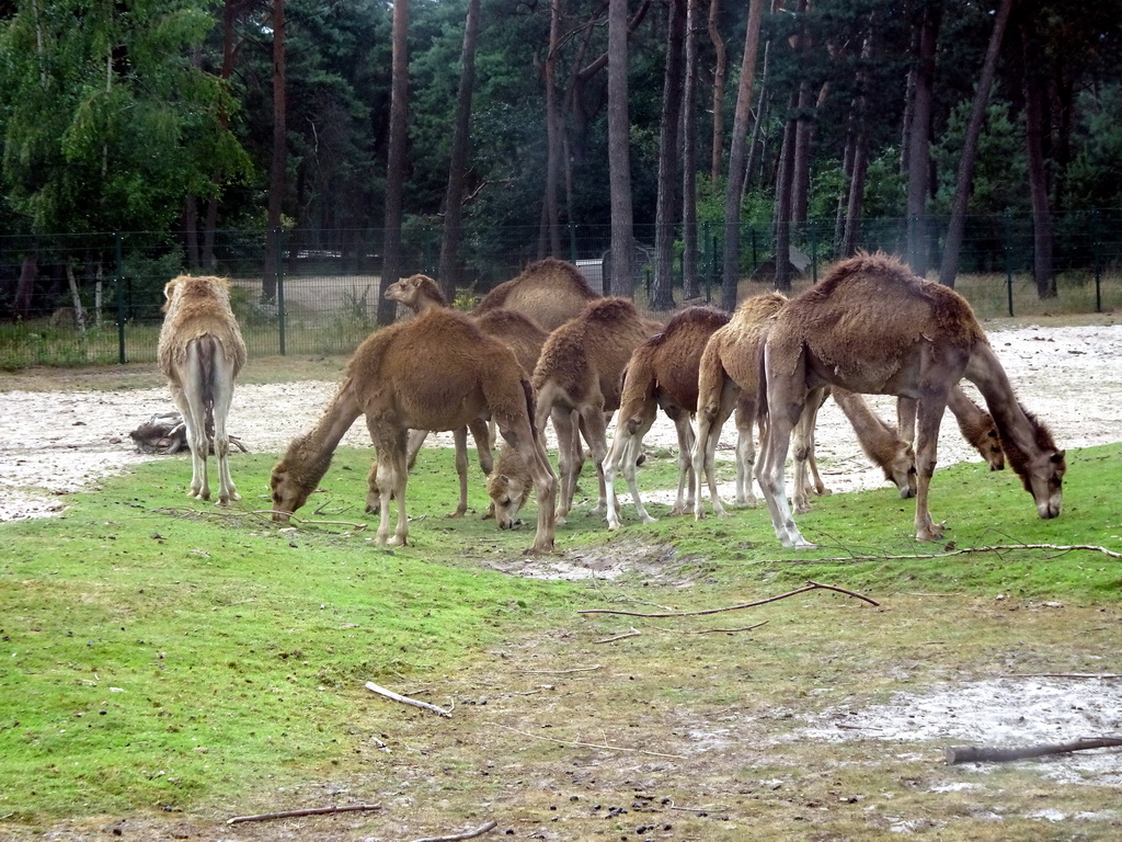 Dromedaries at the Safaripark Beekse Bergen, viewed from the car during the Autosafari