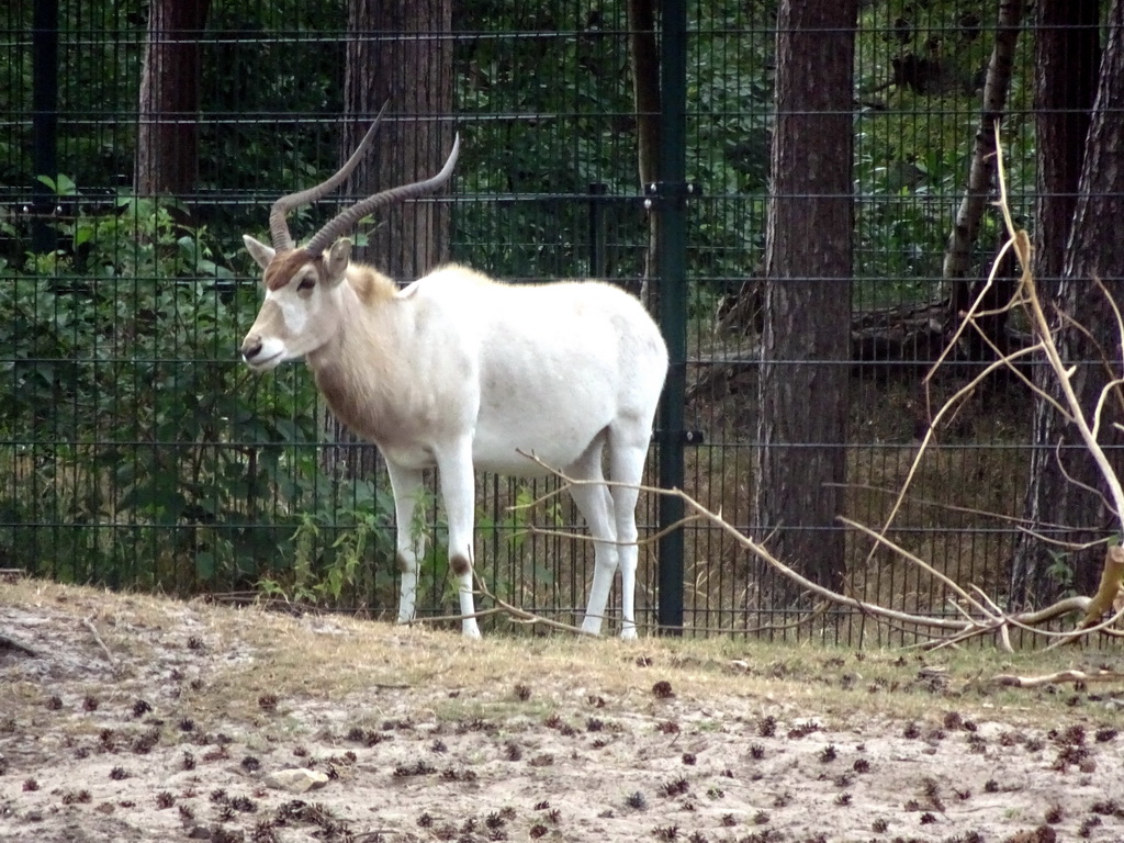 Addax at the Safaripark Beekse Bergen, viewed from the car during the Autosafari