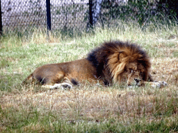 Lion at the Safaripark Beekse Bergen, viewed from the car during the Autosafari