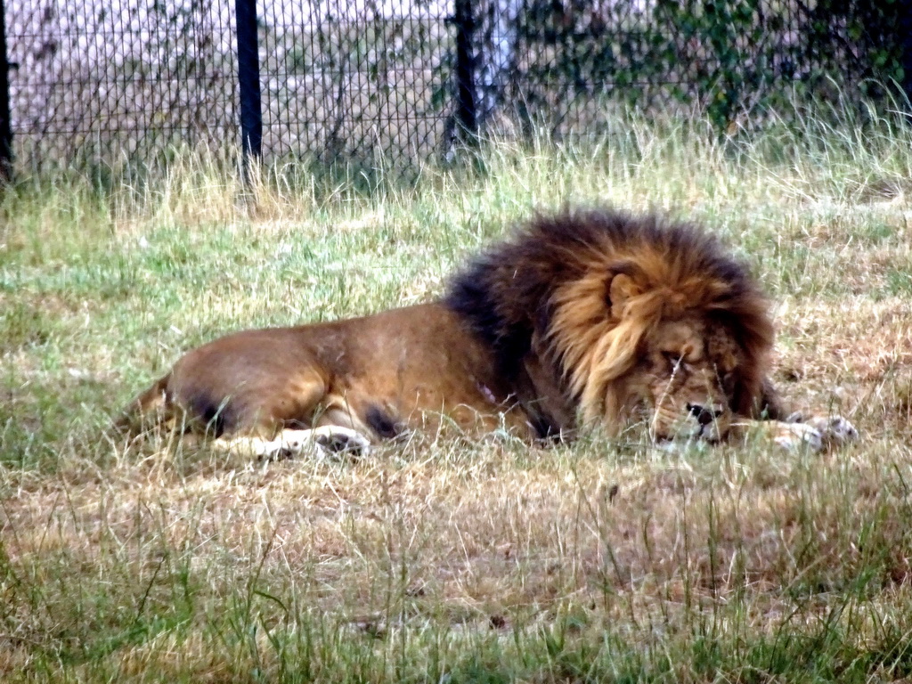 Lion at the Safaripark Beekse Bergen, viewed from the car during the Autosafari