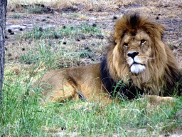 Lion at the Safaripark Beekse Bergen, viewed from the car during the Autosafari