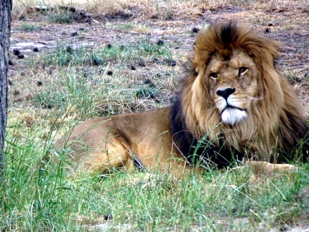 Lion at the Safaripark Beekse Bergen, viewed from the car during the Autosafari