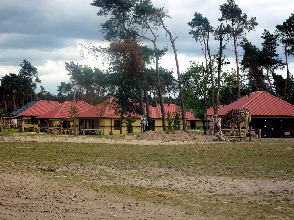 Rothschild`s Giraffes at the Ngorongoro area and holiday homes at the Safari Resort at the Safaripark Beekse Bergen, viewed from the car during the Autosafari