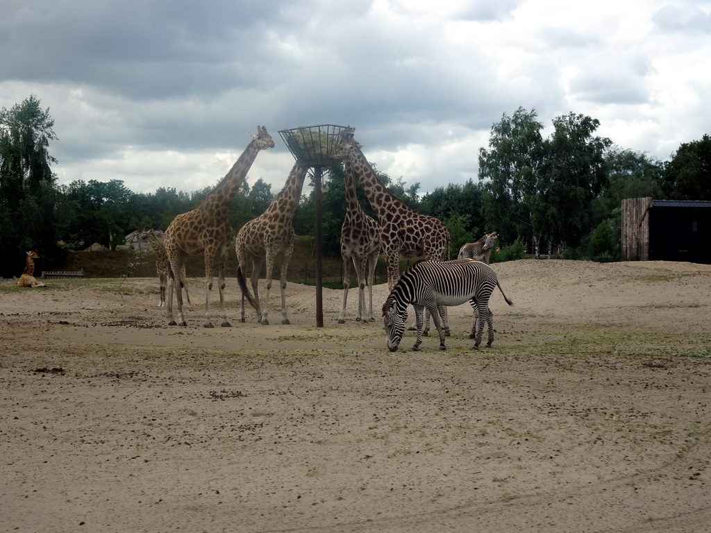 Rothschild`s Giraffes and Grévy`s Zebras at the Safaripark Beekse Bergen, viewed from the car during the Autosafari