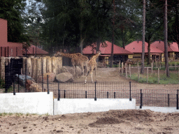 Rothschild`s Giraffes at the Serengeti area and holiday homes at the Safari Resort at the Safaripark Beekse Bergen, viewed from the car during the Autosafari