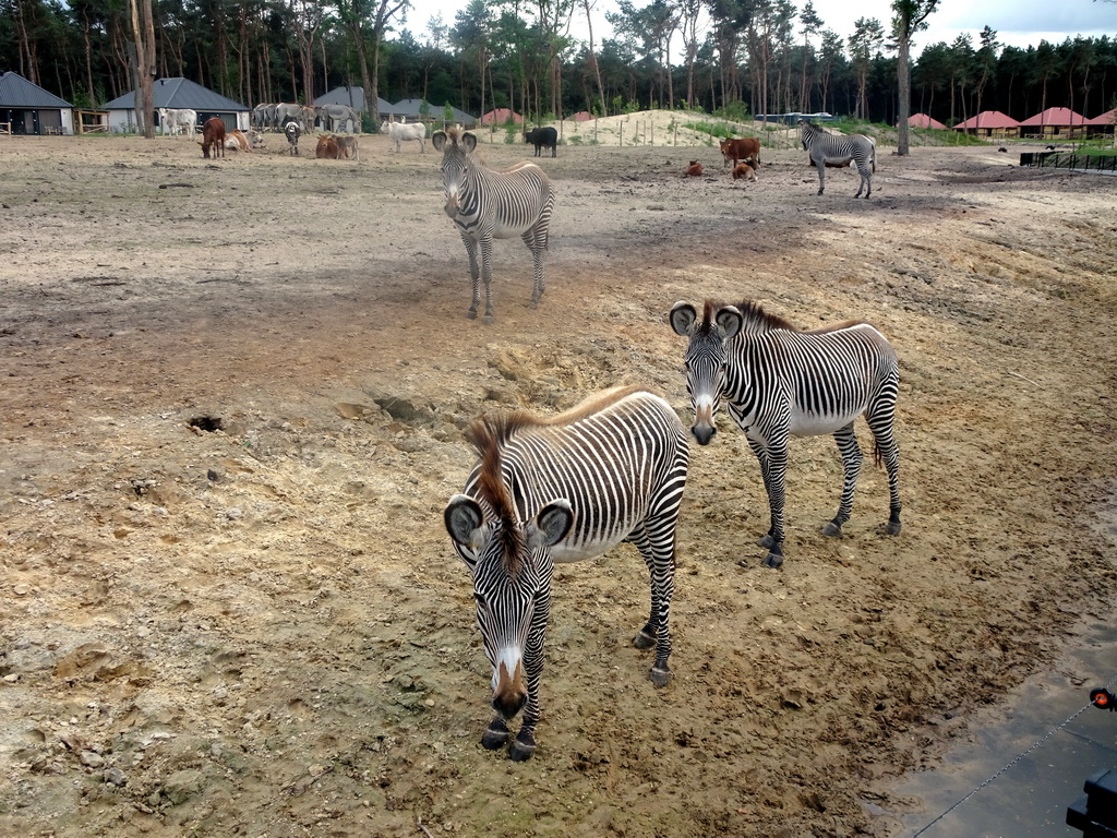 Grévy`s Zebras, Zebus and Common Elands at the Masai Mara area of the Safari Resort at the Safaripark Beekse Bergen, viewed from the terrace of our holiday home