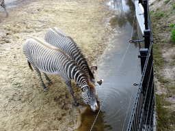 Grévy`s Zebras at the Masai Mara area of the Safari Resort at the Safaripark Beekse Bergen, viewed from the terrace of our holiday home