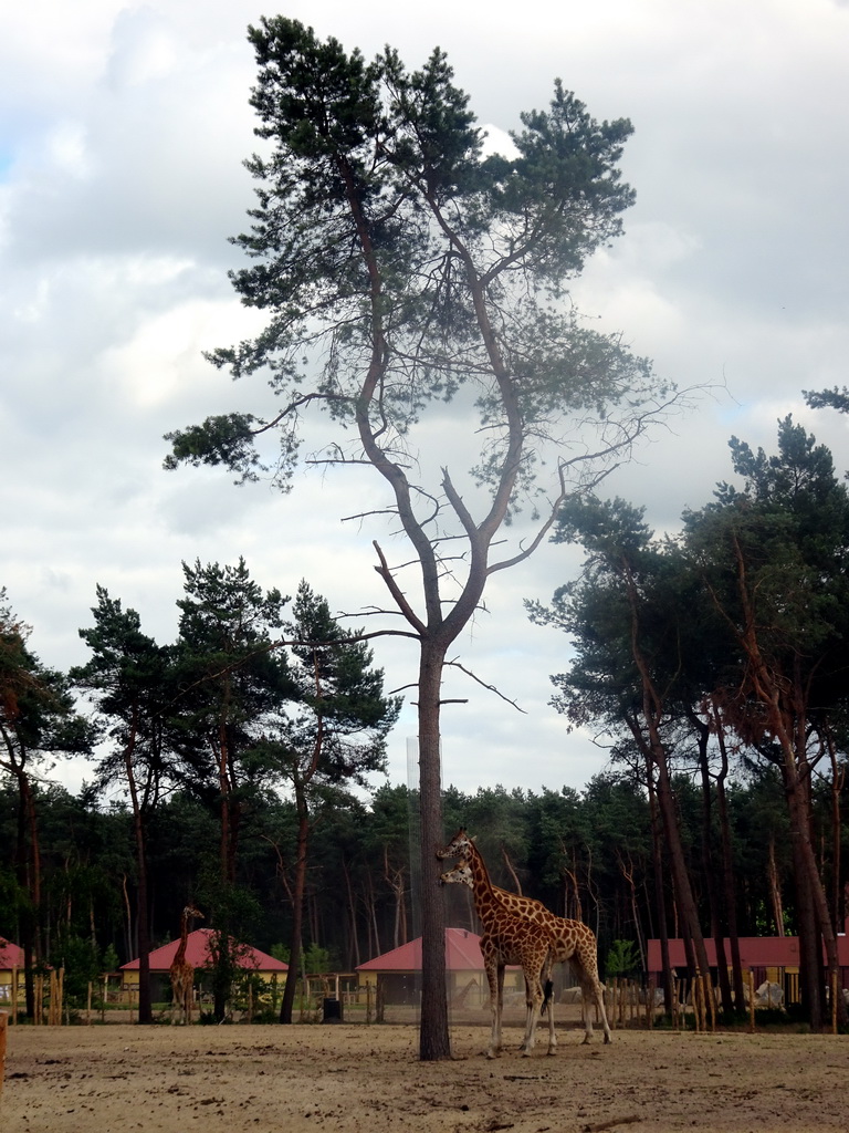 Rothschild`s Giraffes at the Masai Mara area of the Safari Resort at the Safaripark Beekse Bergen, viewed from the terrace of our holiday home