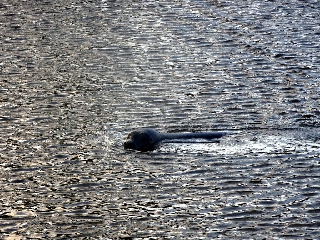 Seal at the Bahari Beach area at the Safari Resort at the Safaripark Beekse Bergen