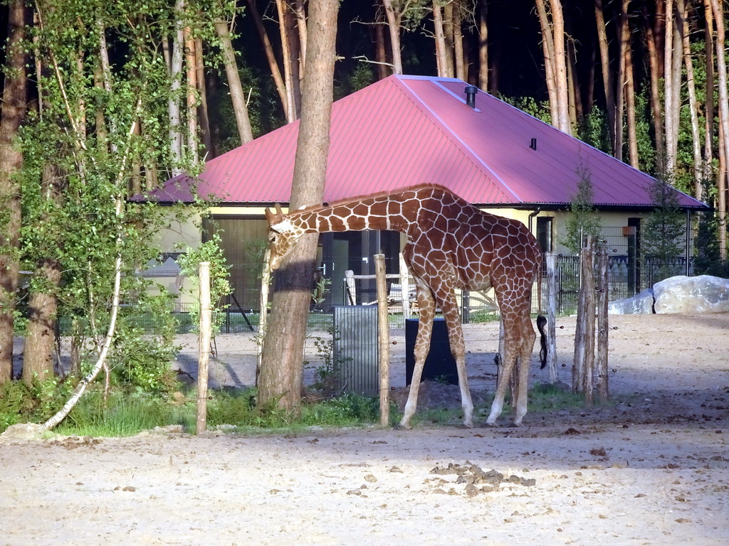 Rothschild`s Giraffe at the Masai Mara area of the Safari Resort at the Safaripark Beekse Bergen, viewed from the viewing point near our holiday home