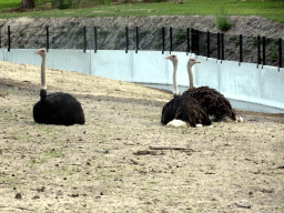 Ostriches at the Masai Mara area of the Safari Resort at the Safaripark Beekse Bergen, viewed from the viewing point near our holiday home