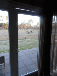 Ostriches at the Masai Mara area of the Safari Resort at the Safaripark Beekse Bergen, viewed from the living room in our holiday home