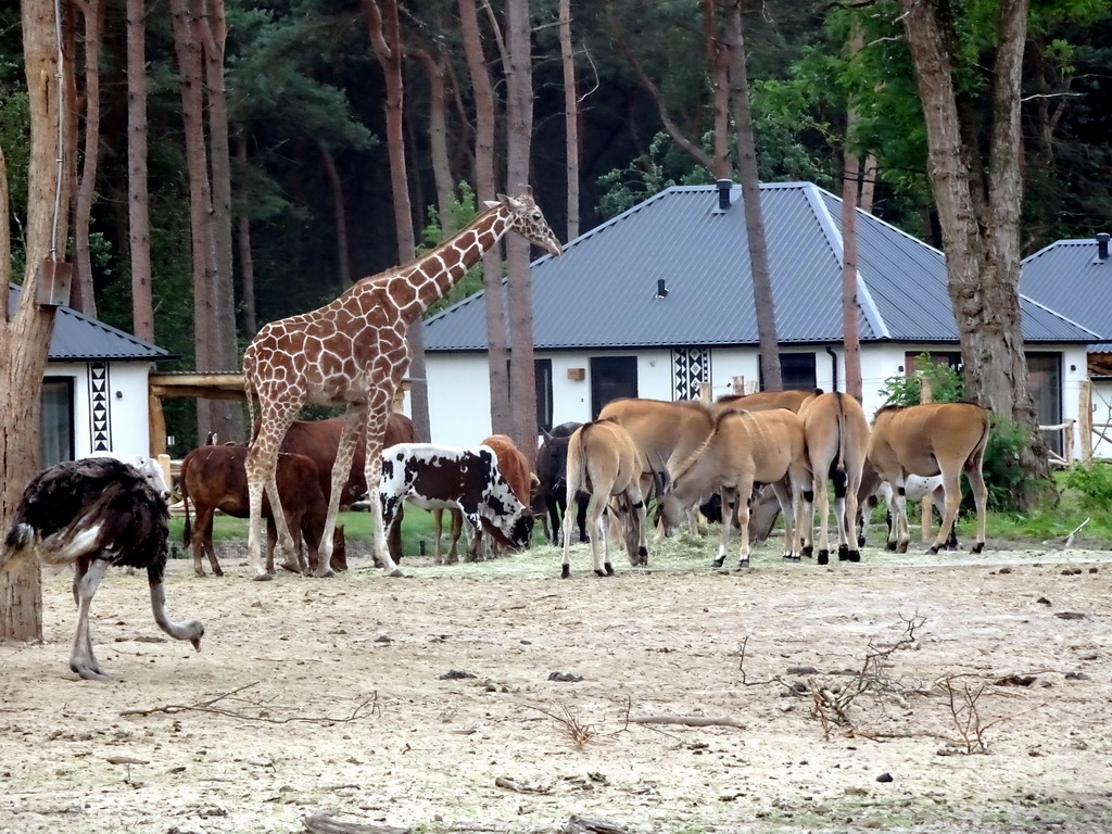 Rothschild`s Giraffes, Ostrich, Zebus and Common Elands at the Masai Mara area of the Safari Resort at the Safaripark Beekse Bergen, viewed from the terrace of our holiday home