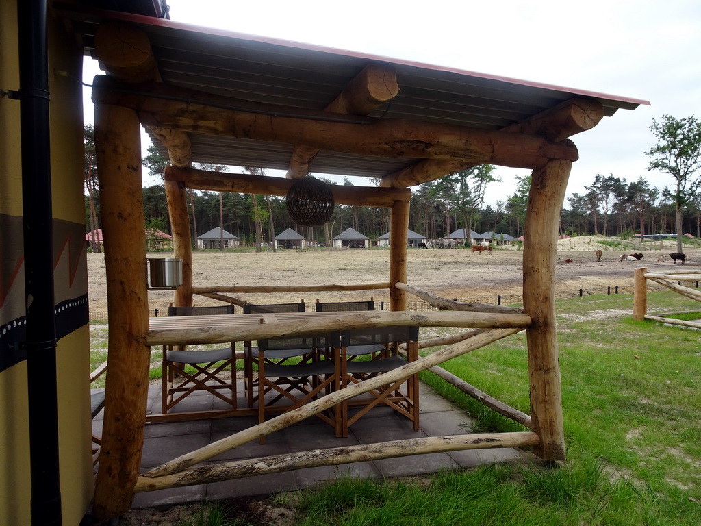 The terrace of our holiday home at the Safari Resort at the Safaripark Beekse Bergen, with a view on the Masai Mara area with Zebus