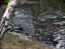 Seal at the Bahari Beach area at the Safari Resort at the Safaripark Beekse Bergen