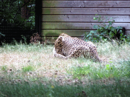 Cheetah at the Safaripark Beekse Bergen, viewed from the car during the Autosafari