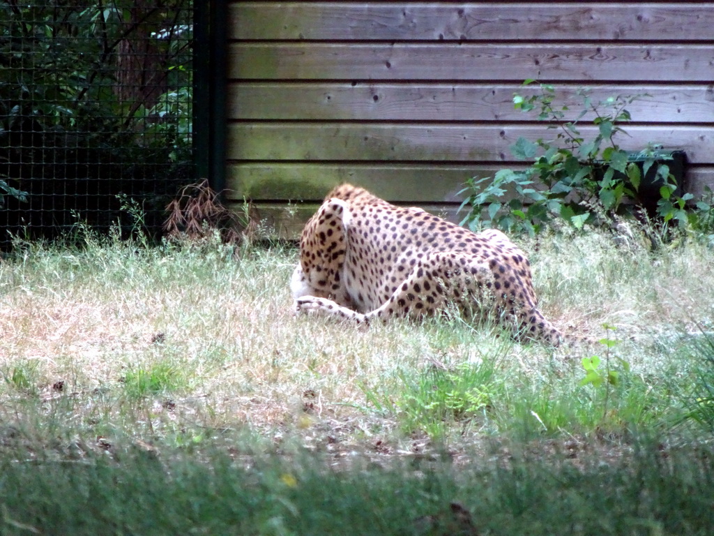 Cheetah at the Safaripark Beekse Bergen, viewed from the car during the Autosafari