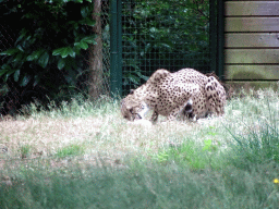 Cheetah at the Safaripark Beekse Bergen, viewed from the car during the Autosafari