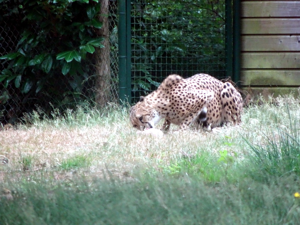 Cheetah at the Safaripark Beekse Bergen, viewed from the car during the Autosafari