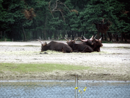 Wildebeests at the Safaripark Beekse Bergen, viewed from the car during the Autosafari