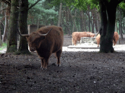 Highland Cattle at the Safaripark Beekse Bergen, viewed from the car during the Autosafari