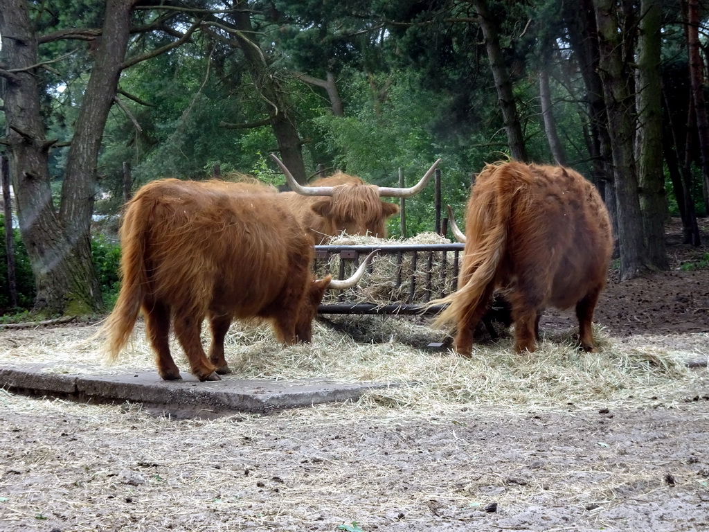 Highland Cattle at the Safaripark Beekse Bergen, viewed from the car during the Autosafari