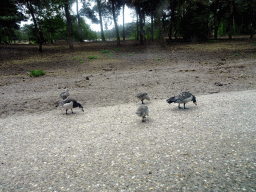 Geese crossing the road at the Safaripark Beekse Bergen, viewed from the car during the Autosafari