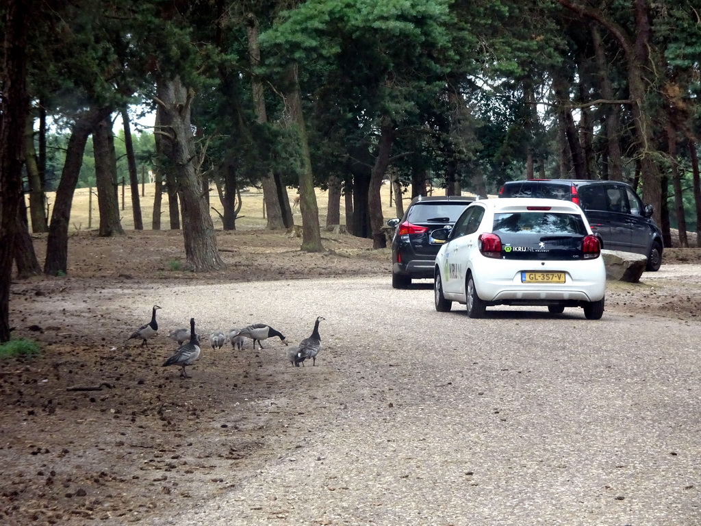 Geese crossing the road at the Safaripark Beekse Bergen, viewed from the car during the Autosafari