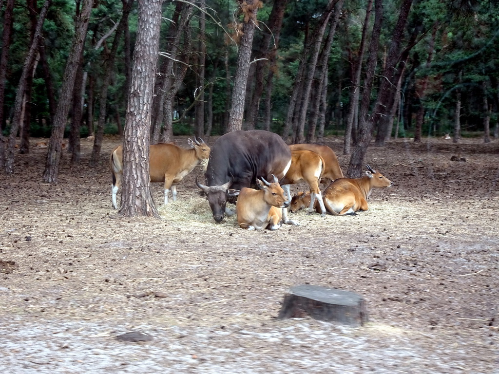 Bantengs at the Safaripark Beekse Bergen, viewed from the car during the Autosafari