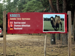 Explanation on the Camel at the Safaripark Beekse Bergen, viewed from the car during the Autosafari