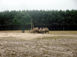 Camels at the Safaripark Beekse Bergen, viewed from the car during the Autosafari