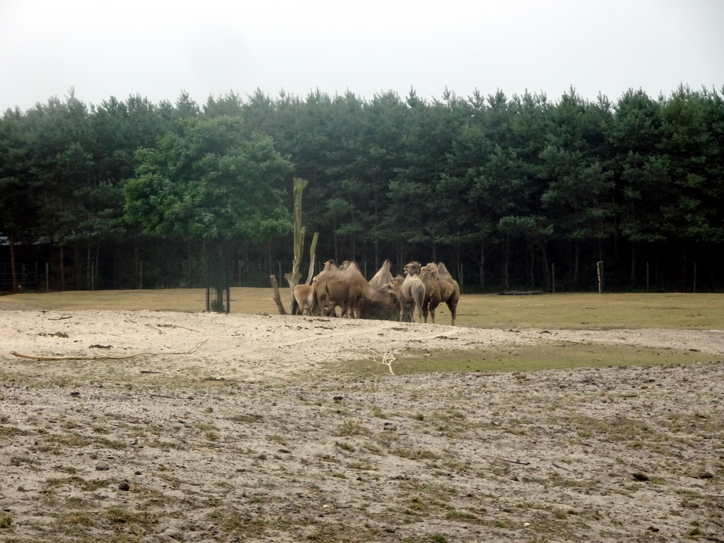 Camels at the Safaripark Beekse Bergen, viewed from the car during the Autosafari