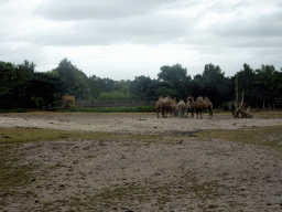 Camels and the Birds of Prey Safari area at the Safaripark Beekse Bergen, viewed from the car during the Autosafari