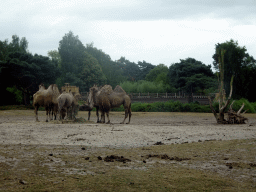 Camels and the Birds of Prey Safari area at the Safaripark Beekse Bergen, viewed from the car during the Autosafari