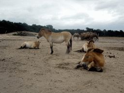 Camels and Przewalski`s Horses at the Safaripark Beekse Bergen, viewed from the car during the Autosafari