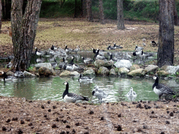 Geese at the Safaripark Beekse Bergen, viewed from the car during the Autosafari