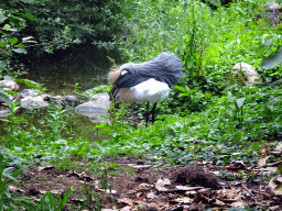 Black Crowned Crane at the Safaripark Beekse Bergen