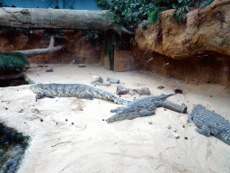 Nile Crocodiles at the Hippopotamus and Crocodile enclosure at the Safaripark Beekse Bergen